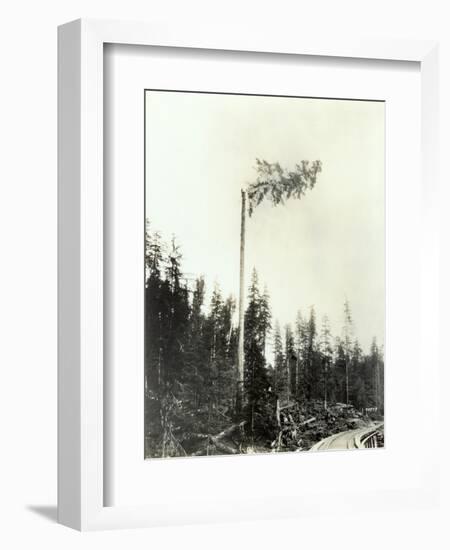 High Climber Topping Tree, 1923-Asahel Curtis-Framed Giclee Print