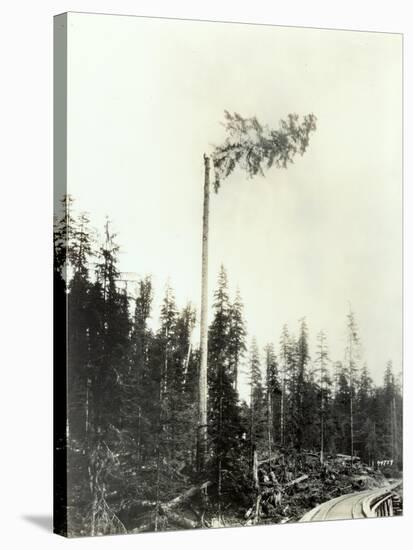 High Climber Topping Tree, 1923-Asahel Curtis-Stretched Canvas