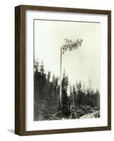 High Climber Topping Tree, 1923-Asahel Curtis-Framed Giclee Print