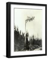 High Climber Topping Tree, 1923-Asahel Curtis-Framed Giclee Print