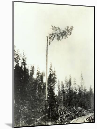 High Climber Topping Tree, 1923-Asahel Curtis-Mounted Giclee Print