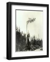 High Climber Topping Tree, 1923-Asahel Curtis-Framed Premium Giclee Print