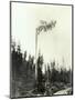 High Climber Topping Tree, 1923-Asahel Curtis-Mounted Premium Giclee Print