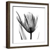 High Contrast Tulip-Albert Koetsier-Framed Premium Giclee Print