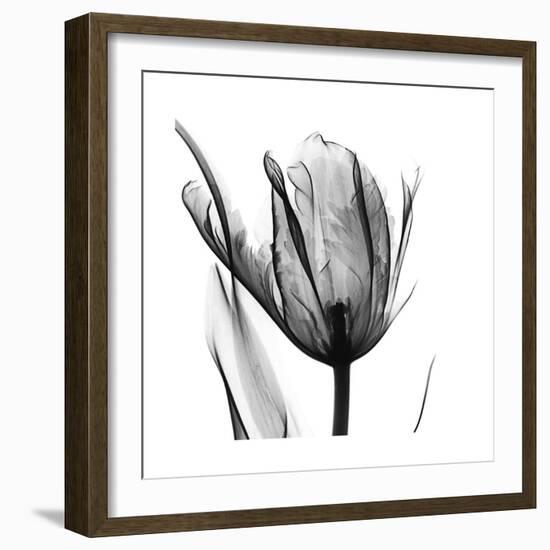 High Contrast Tulip-Albert Koetsier-Framed Premium Giclee Print