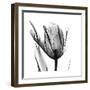 High Contrast Tulip-Albert Koetsier-Framed Premium Giclee Print