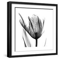 High Contrast Tulip-Albert Koetsier-Framed Premium Giclee Print