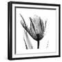 High Contrast Tulip-Albert Koetsier-Framed Premium Giclee Print