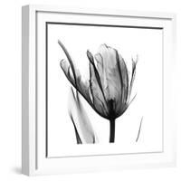 High Contrast Tulip-Albert Koetsier-Framed Premium Giclee Print