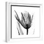 High Contrast Tulip-Albert Koetsier-Framed Premium Giclee Print