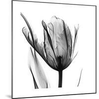 High Contrast Tulip-Albert Koetsier-Mounted Premium Giclee Print