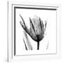 High Contrast Tulip-Albert Koetsier-Framed Premium Giclee Print