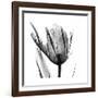 High Contrast Tulip-Albert Koetsier-Framed Premium Giclee Print