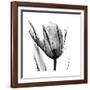 High Contrast Tulip-Albert Koetsier-Framed Premium Giclee Print