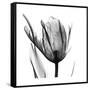 High Contrast Tulip-Albert Koetsier-Framed Stretched Canvas