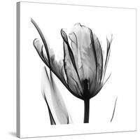 High Contrast Tulip-Albert Koetsier-Stretched Canvas