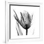 High Contrast Tulip-Albert Koetsier-Framed Premium Giclee Print