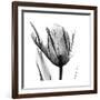 High Contrast Tulip-Albert Koetsier-Framed Premium Giclee Print