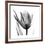 High Contrast Tulip-Albert Koetsier-Framed Premium Giclee Print