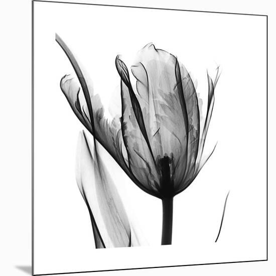 High Contrast Tulip-Albert Koetsier-Mounted Premium Giclee Print