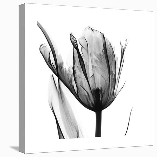 High Contrast Tulip-Albert Koetsier-Stretched Canvas