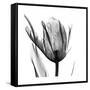 High Contrast Tulip-Albert Koetsier-Framed Stretched Canvas