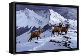 High Country Rams-Wilhelm Goebel-Framed Stretched Canvas