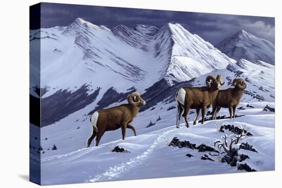 High Country Rams-Wilhelm Goebel-Stretched Canvas