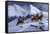 High Country Rams-Wilhelm Goebel-Framed Stretched Canvas