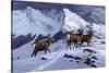 High Country Rams-Wilhelm Goebel-Stretched Canvas