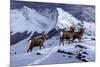 High Country Rams-Wilhelm Goebel-Mounted Giclee Print