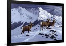 High Country Rams-Wilhelm Goebel-Framed Giclee Print