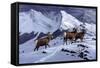 High Country Rams-Wilhelm Goebel-Framed Stretched Canvas