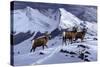 High Country Rams-Wilhelm Goebel-Stretched Canvas