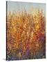 High Desert Blossoms I-Tim O'toole-Stretched Canvas
