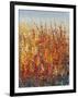 High Desert Blossoms II-Tim O'toole-Framed Art Print