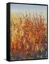 High Desert Blossoms II-Tim O'toole-Framed Stretched Canvas