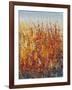 High Desert Blossoms II-Tim O'toole-Framed Art Print