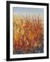 High Desert Blossoms II-Tim O'toole-Framed Art Print