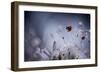 High Diving-Fabien Bravin-Framed Photographic Print