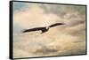 High Flyer Bald Eagle-Jai Johnson-Framed Stretched Canvas