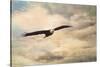 High Flyer Bald Eagle-Jai Johnson-Stretched Canvas