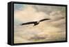 High Flyer Bald Eagle-Jai Johnson-Framed Stretched Canvas