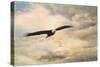 High Flyer Bald Eagle-Jai Johnson-Stretched Canvas