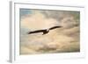 High Flyer Bald Eagle-Jai Johnson-Framed Giclee Print