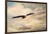 High Flyer Bald Eagle-Jai Johnson-Framed Giclee Print