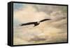 High Flyer Bald Eagle-Jai Johnson-Framed Stretched Canvas