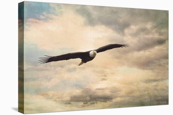 High Flyer Bald Eagle-Jai Johnson-Stretched Canvas