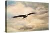 High Flyer Bald Eagle-Jai Johnson-Stretched Canvas