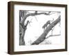 High Key Leopard-Jaco Marx-Framed Photographic Print